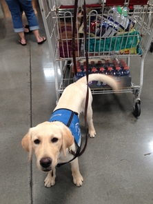 are service dogs in training covered in california